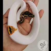 F - Yellow Belly Pied (Pu